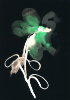 http://www.actionaqua.com/files/gimgs/th-121_Scan 23invert.jpg